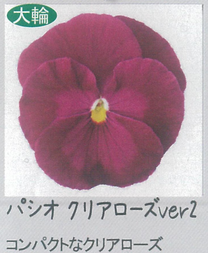 【先行予約商品】【産直】【送料1/2】パンジー　パシオクリアローズver2　3.5号24入